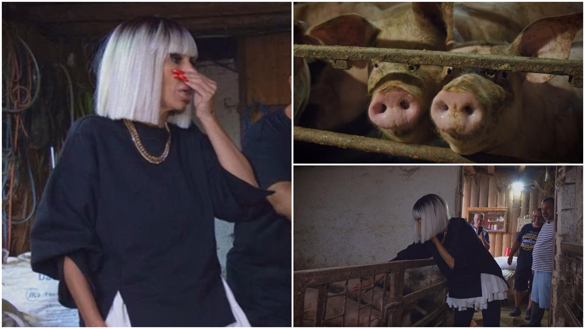 Raluca Bădulescu  la porci