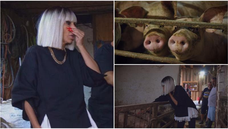 Raluca Bădulescu  la porci
