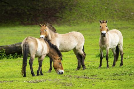 Au eliberat cai sălbatici &icirc;ntr-o pădure din Spania. &bdquo;Munca&rdquo; pe care animalele o fac acum pentru a preveni incendiile