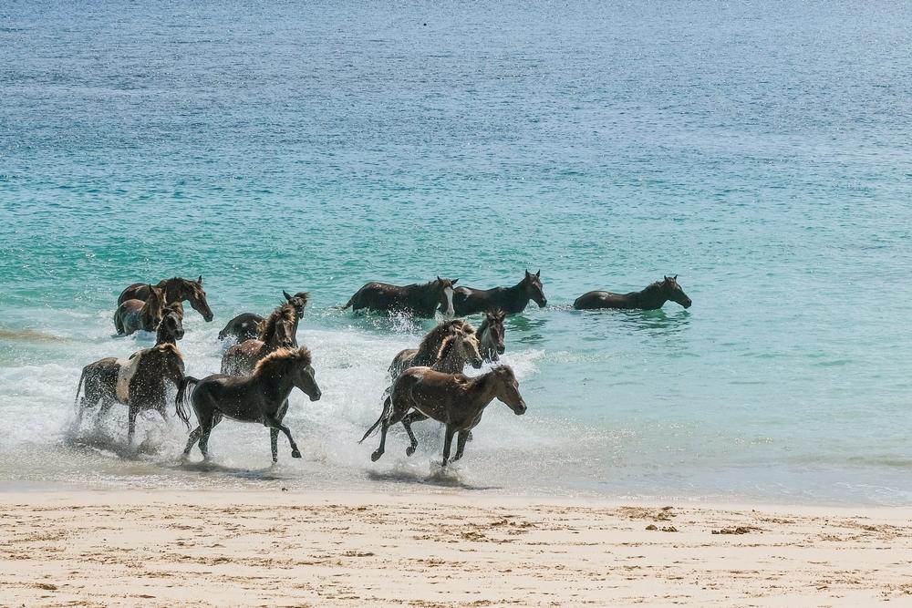 Locul spectaculos din Indonezia unde caii aleargă liberi pe plajă și intră &icirc;n ocean. Ce pot vedea turiștii chiar de la hotel