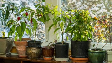 Plantele pe care trebuie să le aduci &icirc;n casă &icirc;nainte să scadă temperaturile. Ce faci cu ele toamna