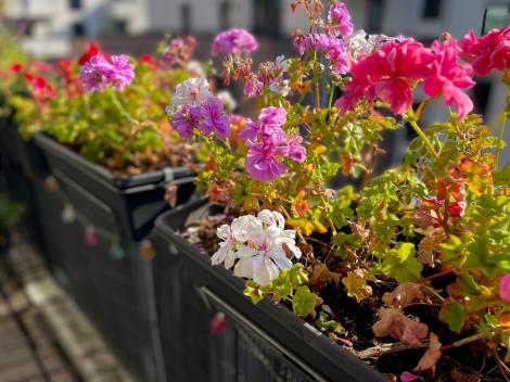 C&acirc;nd trebuie băgate mușcatele &icirc;n casă. Temperatura la care plantele de balcon &icirc;ncep să aibă de suferit