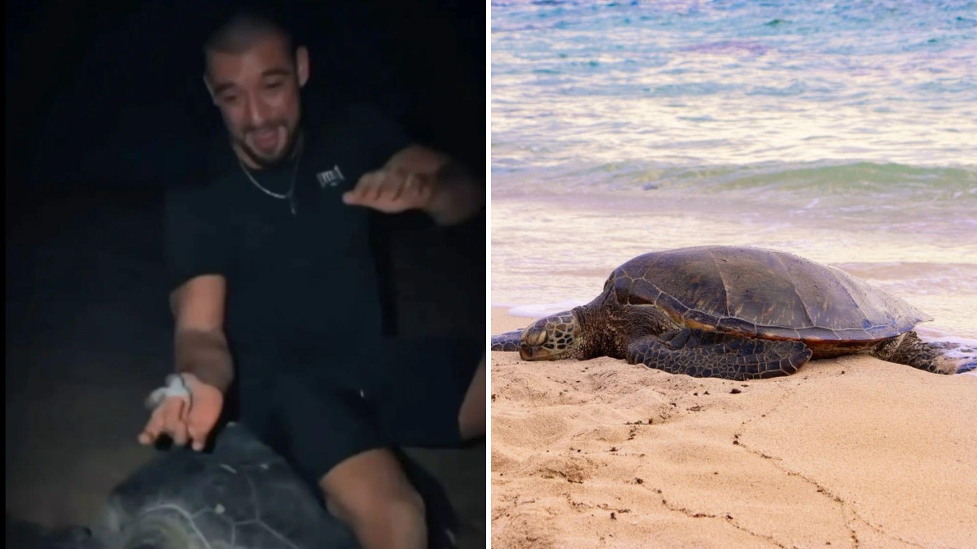 Un influencer s-a urcat pe o țestoasă de mare protejată, &icirc;n timp ce aceasta &icirc;și depunea ouăle. Imaginile au st&acirc;rnit revoltă