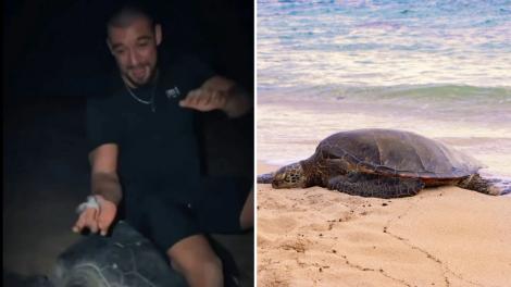 Un influencer s-a urcat pe o țestoasă de mare protejată, &icirc;n timp ce aceasta &icirc;și depunea ouăle. Imaginile au st&acirc;rnit revoltă