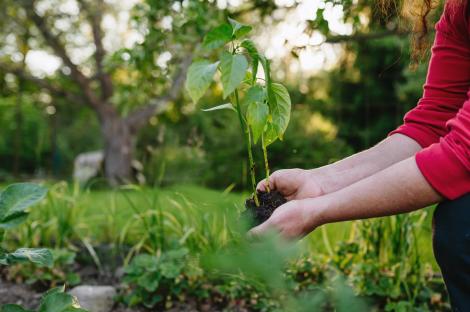 Ce legume se plantează &icirc;n septembrie. Ce poți pune &icirc;n grădină la &icirc;nceput de toamnă