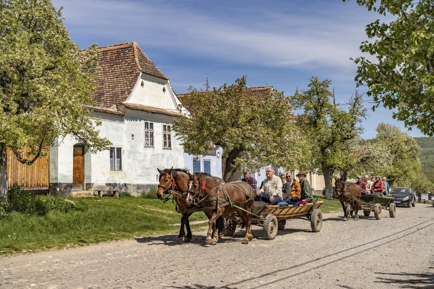 Căruță cu cai și turiști în satul Viscri
