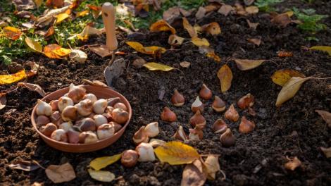 C&acirc;nd se plantează lalelele toamna. Perioada potrivită pentru flori frumoase la primăvară