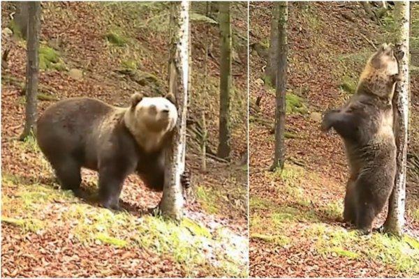 Imagini virale cu „Baloo din Romania”. Un urs a fost filmat de camerele Romsilva în timp ce se scarpină de un copac