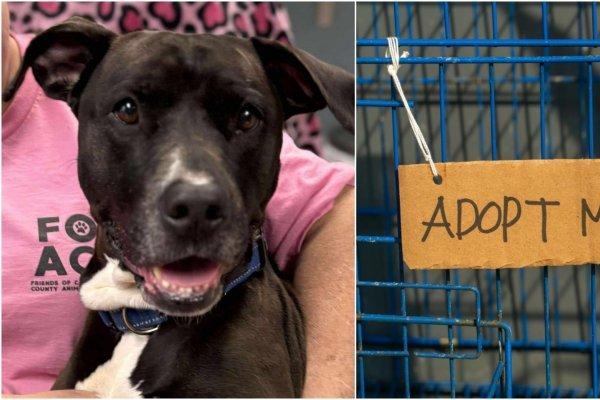 Cum a salvat o cățelușă fără stăpân un bărbat, în timpul unui târg de adopții. A devenit eroina adăpostului