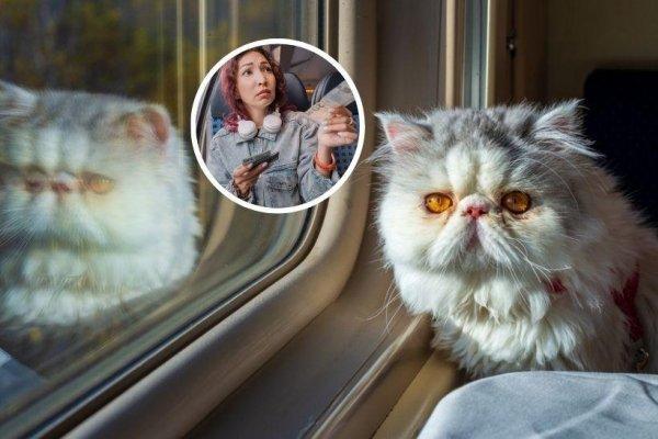 Ce sumă au fost nevoiți să plătească stăpânii unei pisici pentru că a mieunat în tren. Călătoria a fost destul de costisitoare