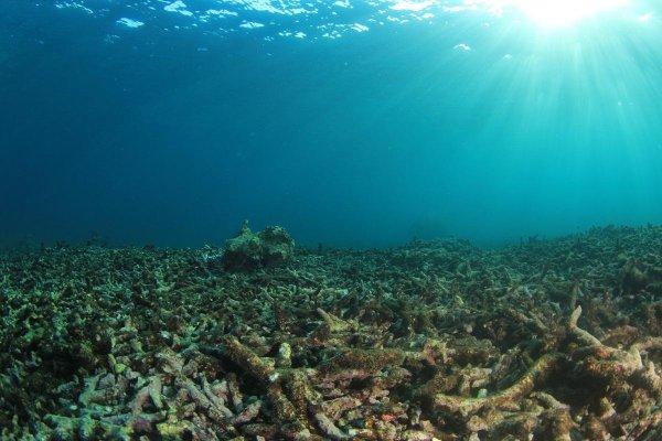„Bomba cu ceas” din oceanele Pământului. Fenomenul poate pune în pericol viața pe întreaga planetă