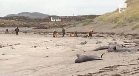 Irlanda: 35 de balene gasite moarte pe tarm