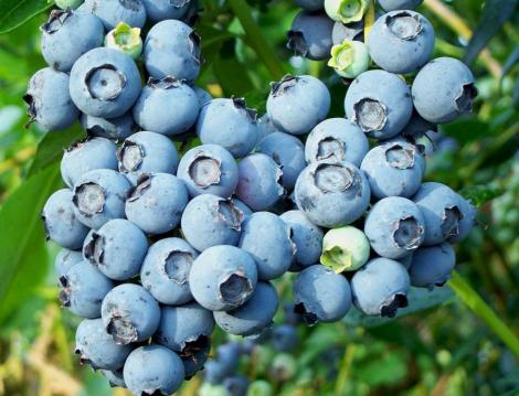 Fructele purpurii pot preveni Alzheimerul