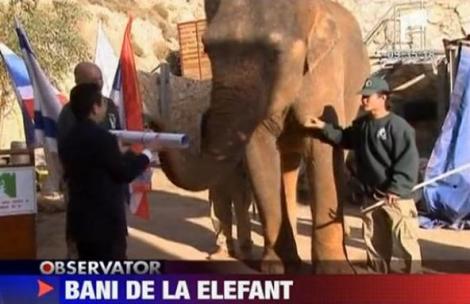 VIDEO! Un elefant inmaneaza cecuri