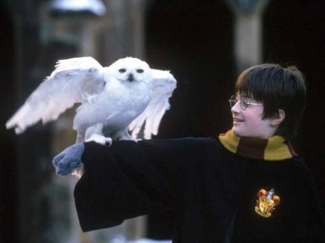 VIDEO! Prietenii lui Harry Potter au venit la Gradina Zoologica din Bucuresti