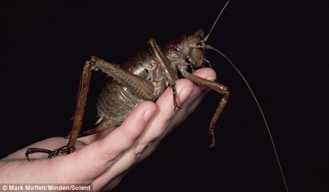 FOTO! Vezi cea mai mare insecta din lume!