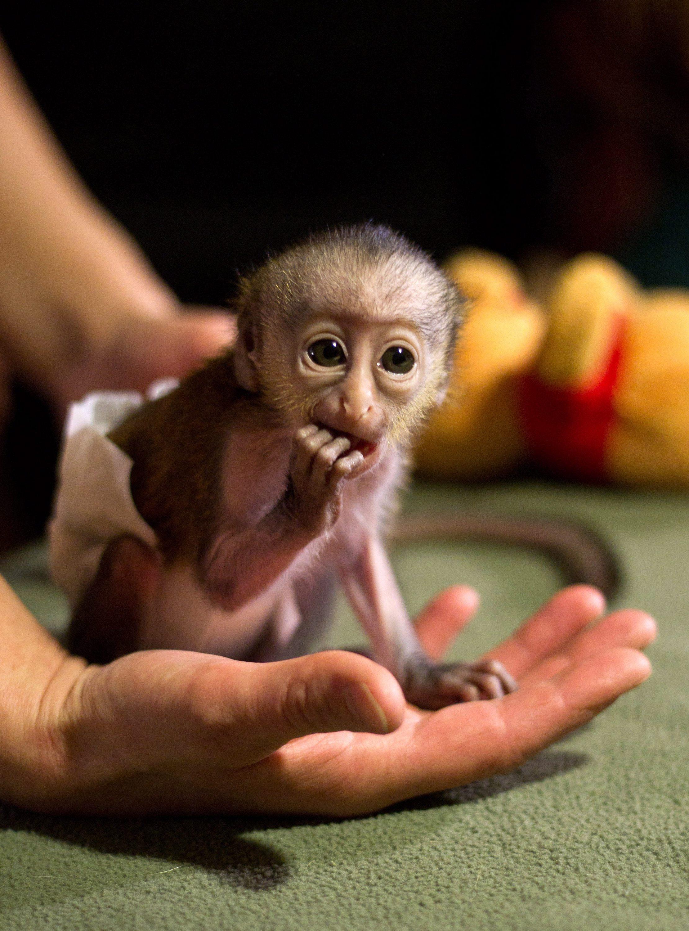 Small monkey. Маленькая обезьянка капуцин. Карликовая игрунка. Карликовый капуцин. Маленькие домашние обезьянки.
