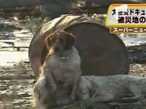 Un caine isi protejeaza prietenul ranit, dupa tsunami-ul din Japonia