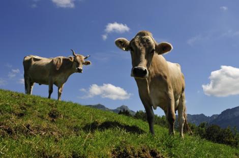 Made in China: vaci modificate genetic pentru a da lapte "de mama"