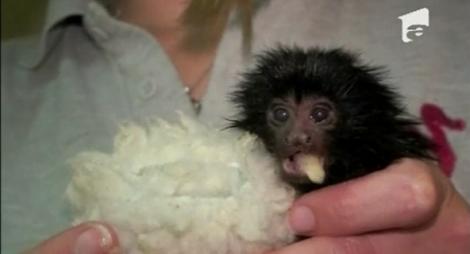 VIDEO! Vezi cum arata un biberon special creat pentru un pui de maimuta!