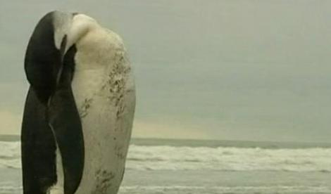 Un pui de pinguin a inotat mii de kilometri, din Antarctica pana in Noua Zeelanda