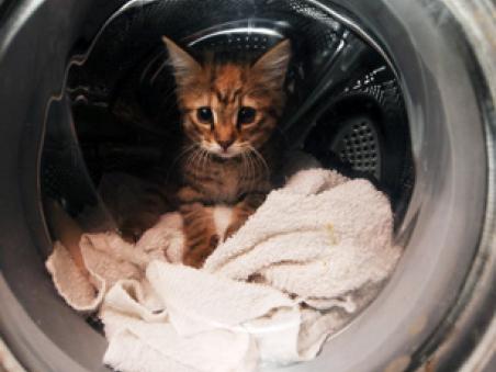 O pisica a supravietuit dupa o ora petrecuta in masina de spalat | Antena 1