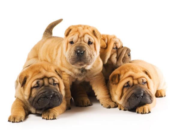 Cele 5 rase de câine cu cele mai multe falduri