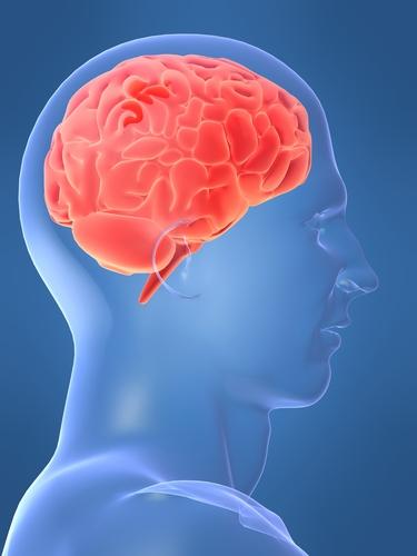 Studiu: Creierul uman si-a atins capacitatea maxima!