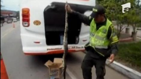 VIDEO! Sarpe boa de doi metri, "navetist" intr-un microbuz din Brazilia