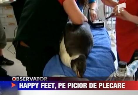 VIDEO! Happy Feet, pinguinul care a ajuns in Noua Zeelanda, pe picior de plecare catre Antarctica