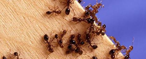 Afla cum scapi de furnicile din casa!