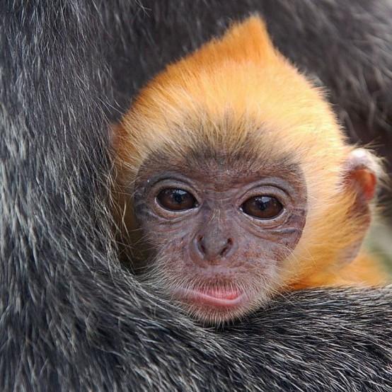 Maimuță de slăbit. maimuța - Traducere în turcă - exemple în română | Reverso Context
