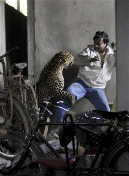 FOTO SOCANT! Un indian, sfasiat de un leopard, alti patru oameni raniti