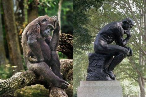 Ea este gorila care imita sculptura lui Auguste Rodin, "Ganditorul"!