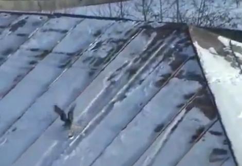 VIDEO! O cioara face snowboard pe acoperis