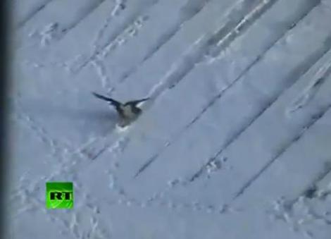 VIDEO SENZATIONAL: O cioara se distreaza facand snowboard