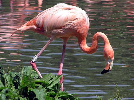 Ai vazut cat de inalte sunt picioarele unei pasari Flamingo?