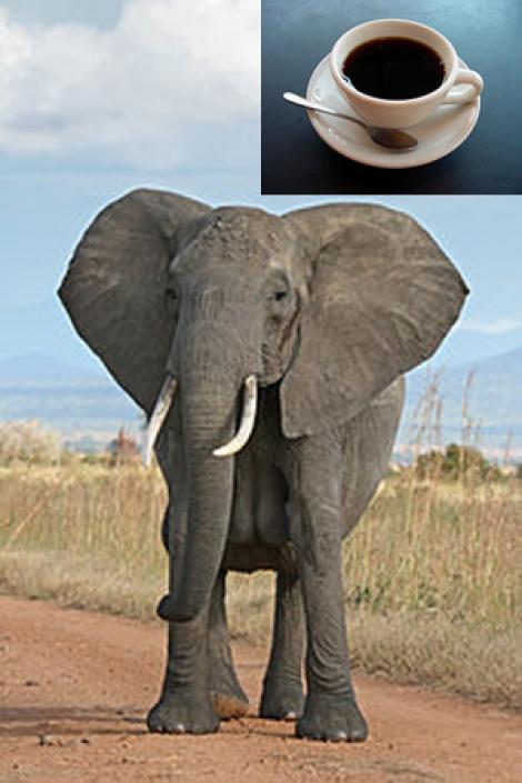 „Cafeaua de elefant”, cea mai scumpa din lume: 845 de euro kilogramul