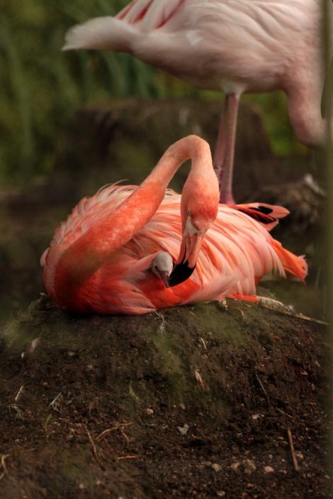 FOTO! Flamingo, cea mai frumoasa pasare din lume