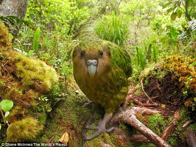 Papagalul Kakapo merita sa dispara?! Se imperecheaza doar din 2 in 2 ani!