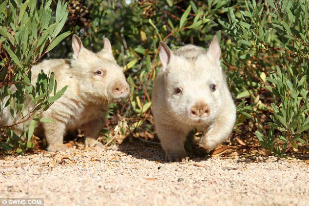 In provinciile Australiei au fost descoperiti doi ursi marsupiali albinosi, extrem de rari