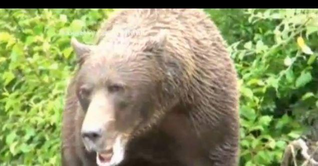 VIDEO! Cum sa reactionezi atunci cand esti atacat de un urs