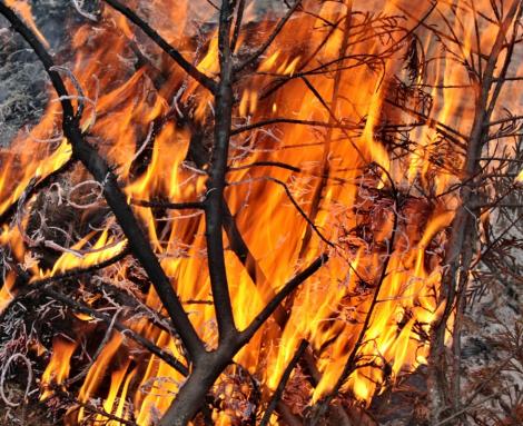 Incendiu de proportii in Gorj: 10 hectare de teren au luat foc