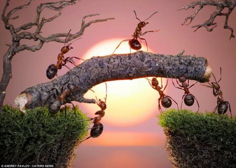 FOTO! Un fotograf a creat o lume de vis, numai cu furnici