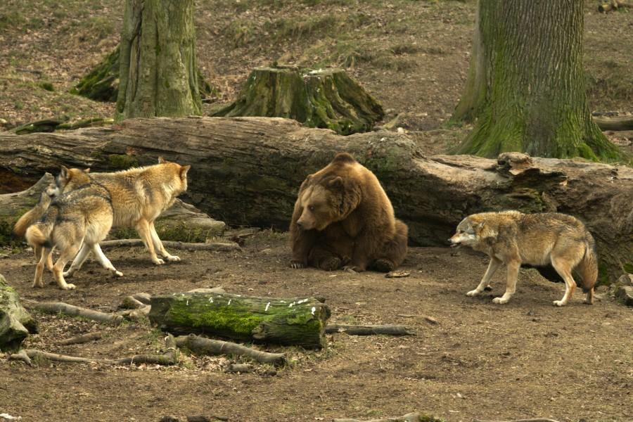 Concealment Unsafe It FOTO ULUITOR! Lupta dintre un urs si o haita de lupi! | Antena 1