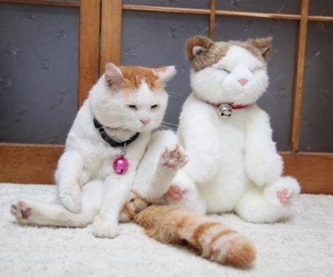 FOTO! Pisici identice. Care e vie si care e... jucarie?