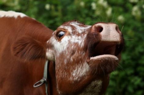 Boala vacii nebune revine: Un caz, identificat in California