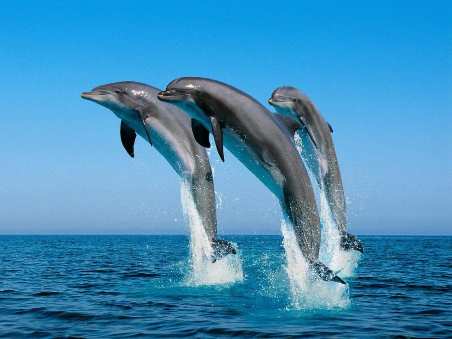 VIDEO! Zeci de delfini au invadat portul Tomis