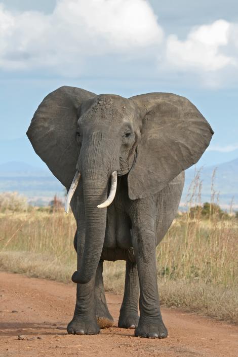Culmea surzeniei: Sa n-auzi elefantul!