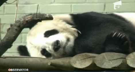 Cel mai simpatic panda din afara Chinei trăieşte în Scoţia